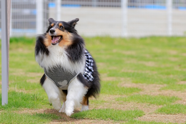 賃貸で犬を飼う際に気を付けたい注意点