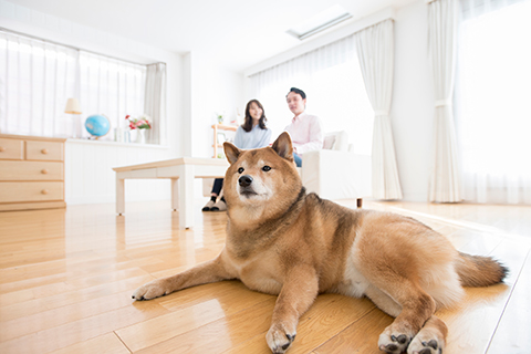 賃貸でペット飼う際の注意点